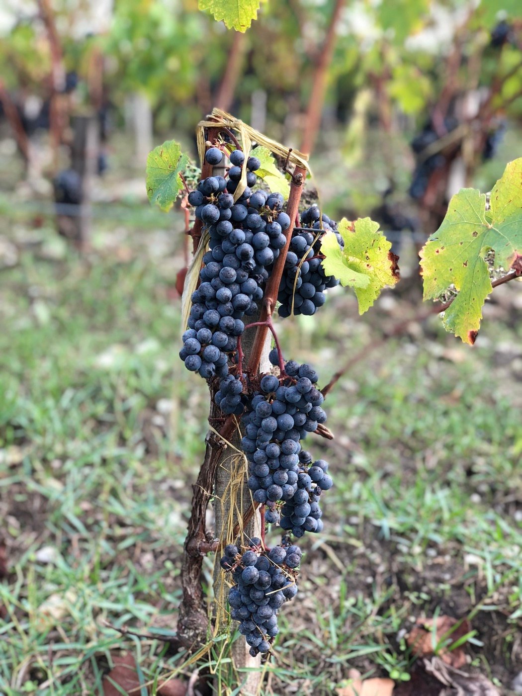 A guest holding a bunch of grapes in the vineyard at harvest time