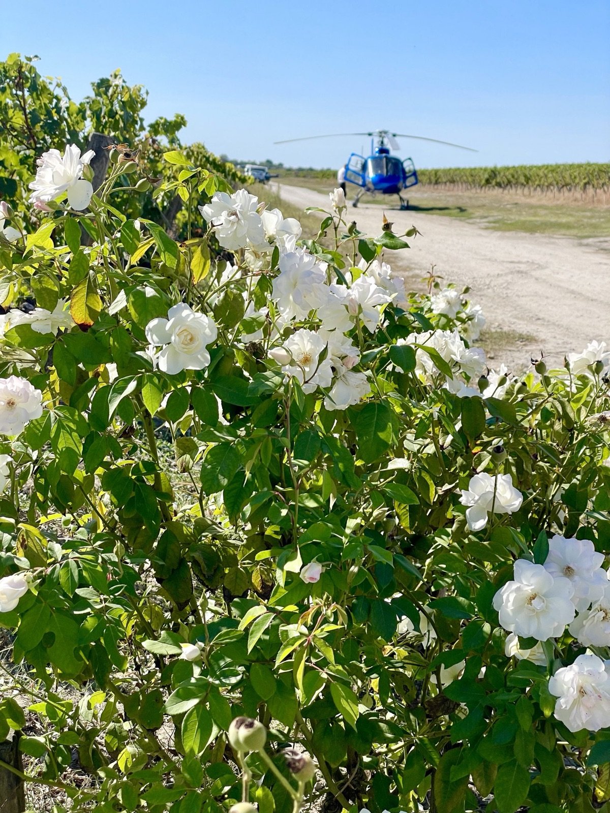 Our helicopter waiting on a vineyard track, behind white roses