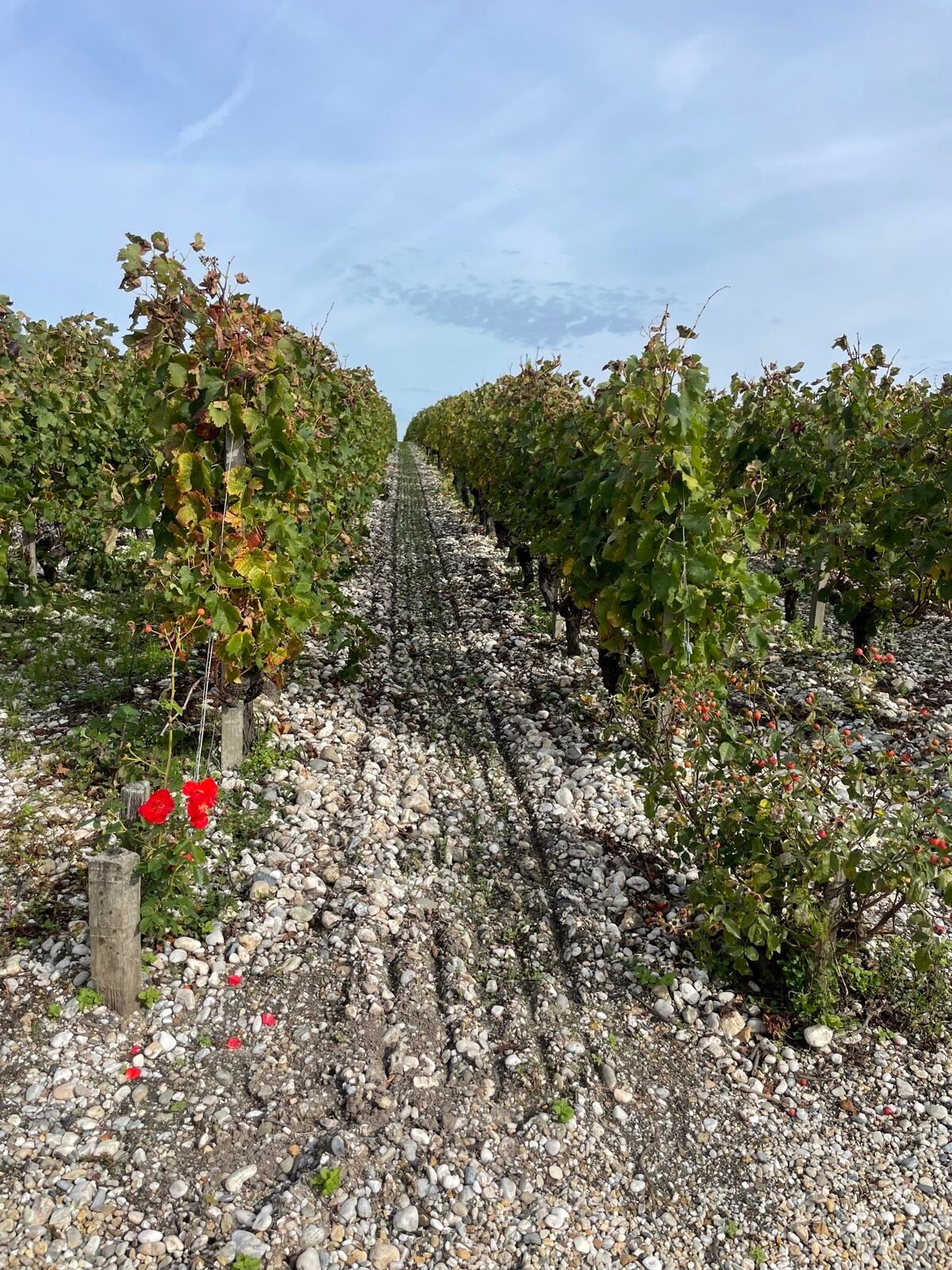 Roses at the end of the vine rows, on the gravel soils of the Médoc