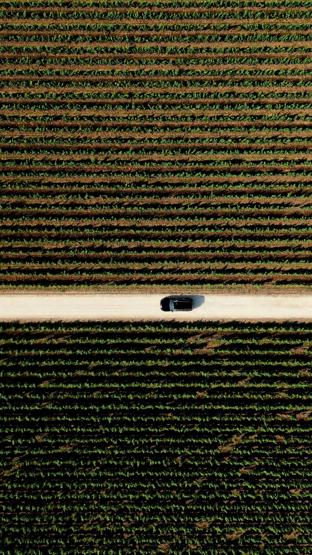 Our private van driving through the vine rows, seen from above