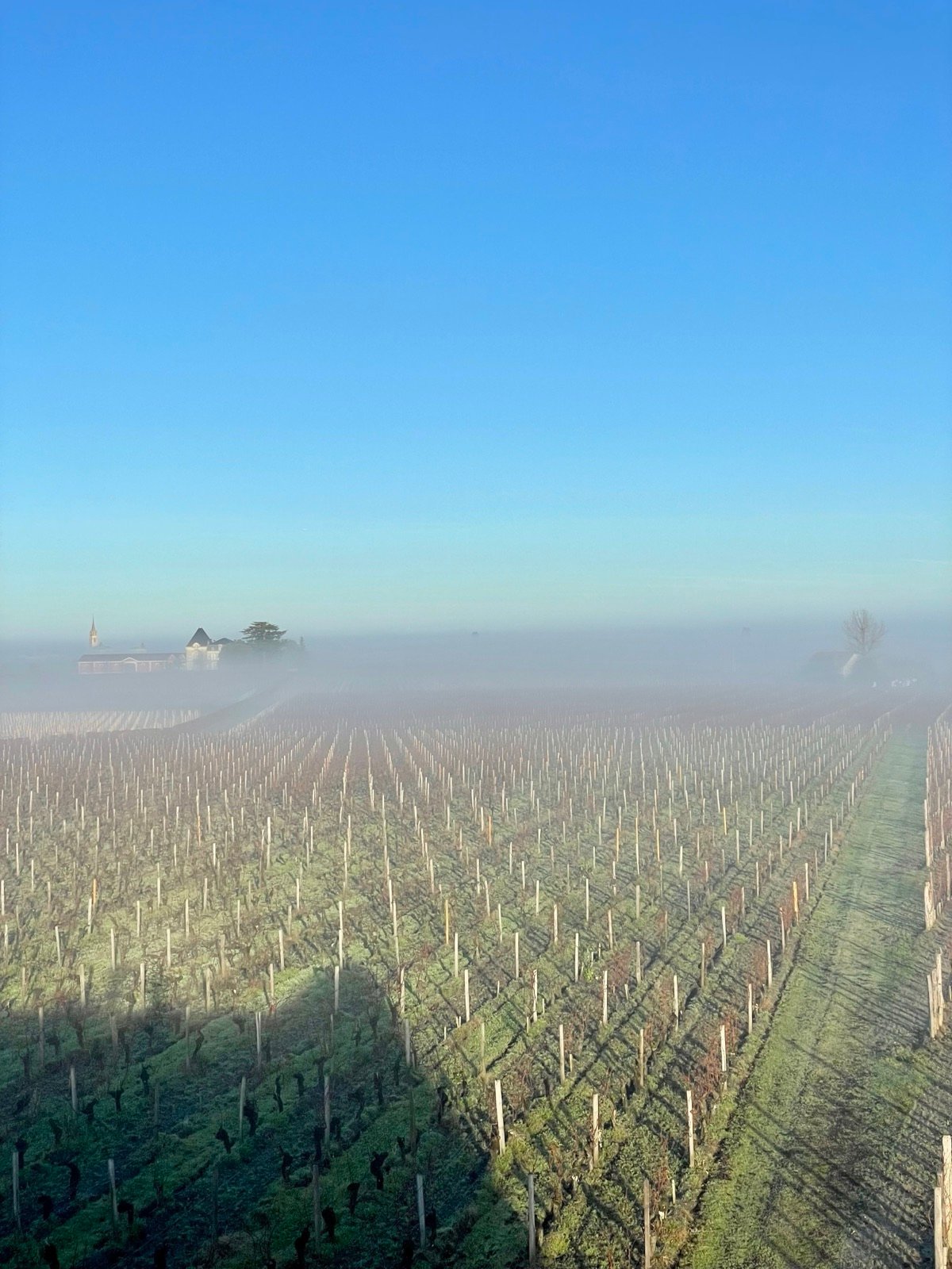 Vineyards in the morning mist at sunrise